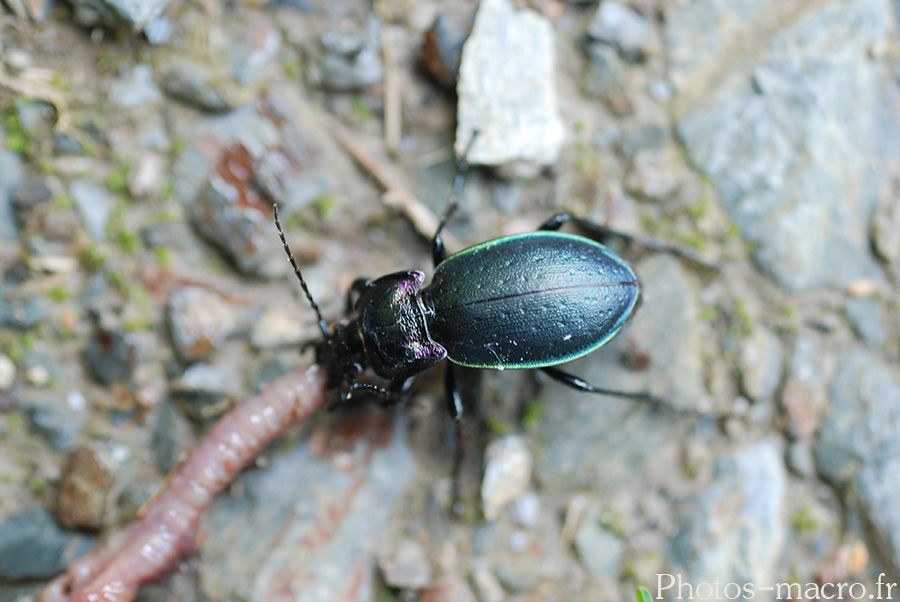 Carabus nemoralis